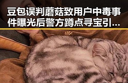 豆包误判蘑菇致用户中毒事件曝光后警方蹲点寻宝引发关注